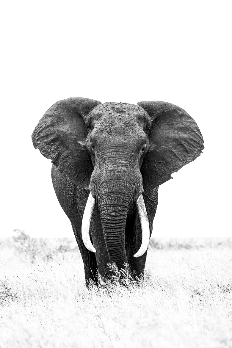 Tusker