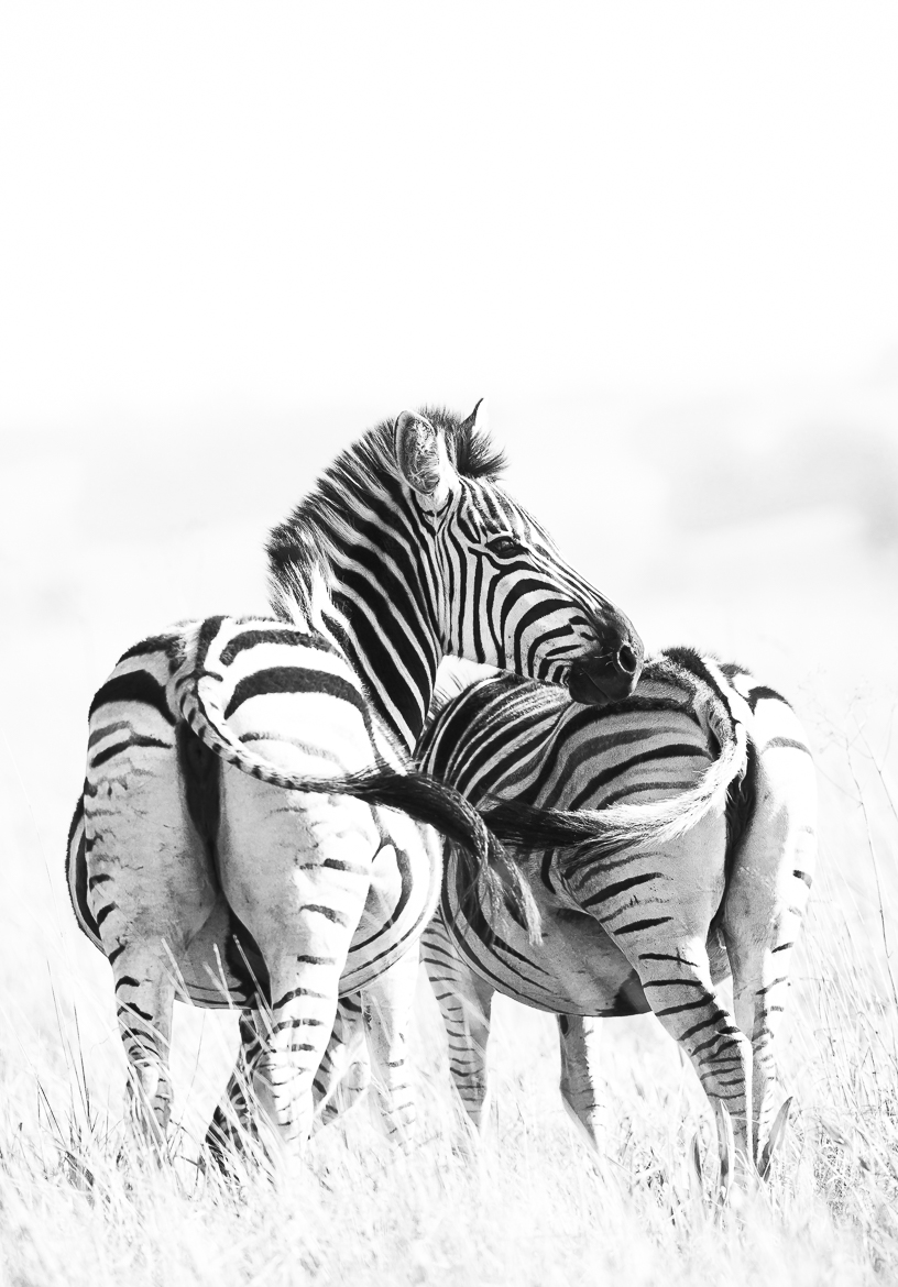 swishing tails