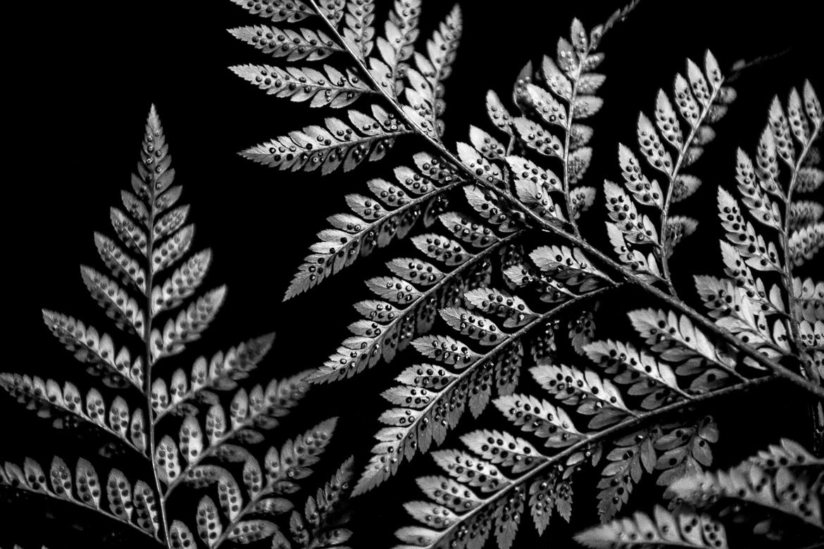 fern 5