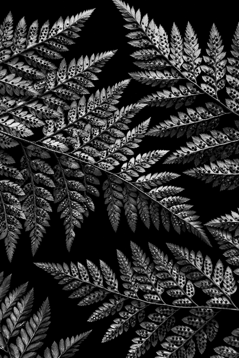 Fern 3