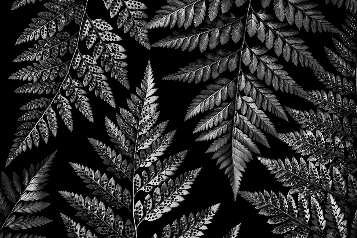 Fern