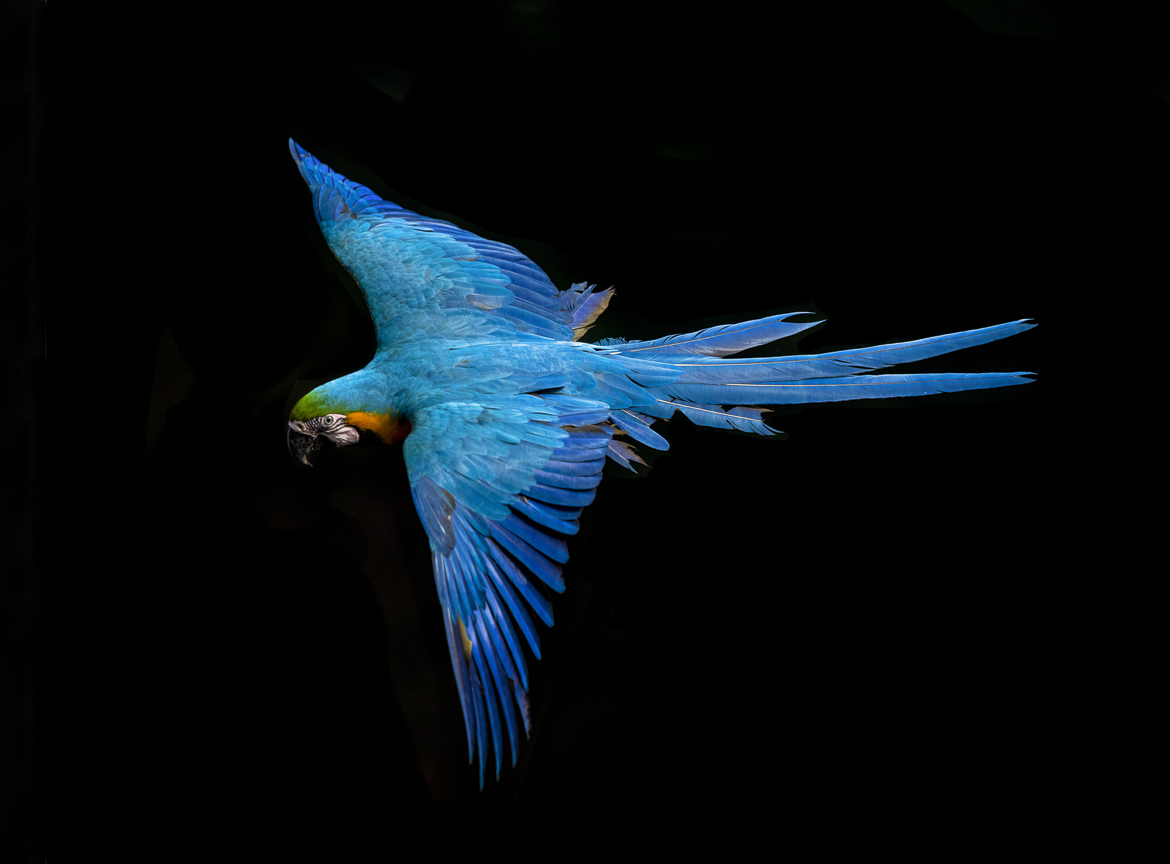 fly