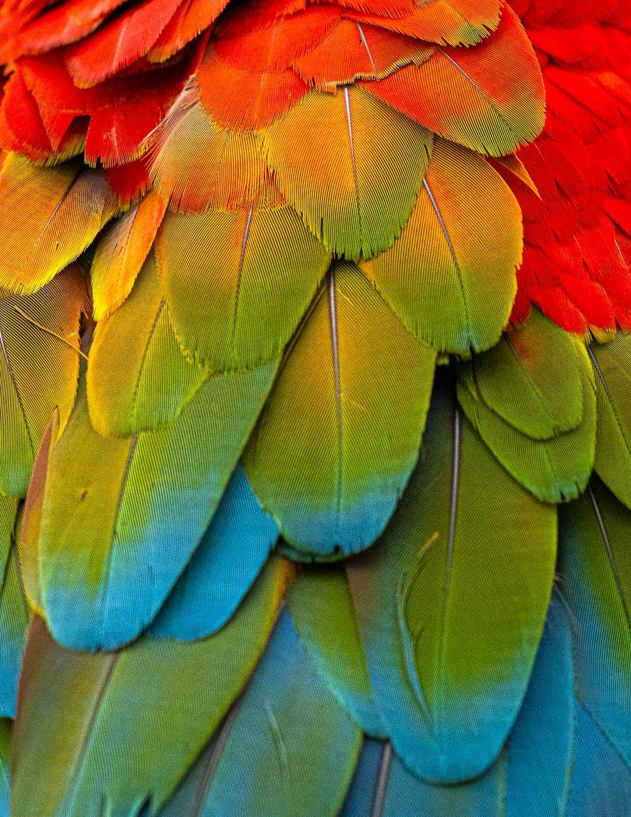Macaw