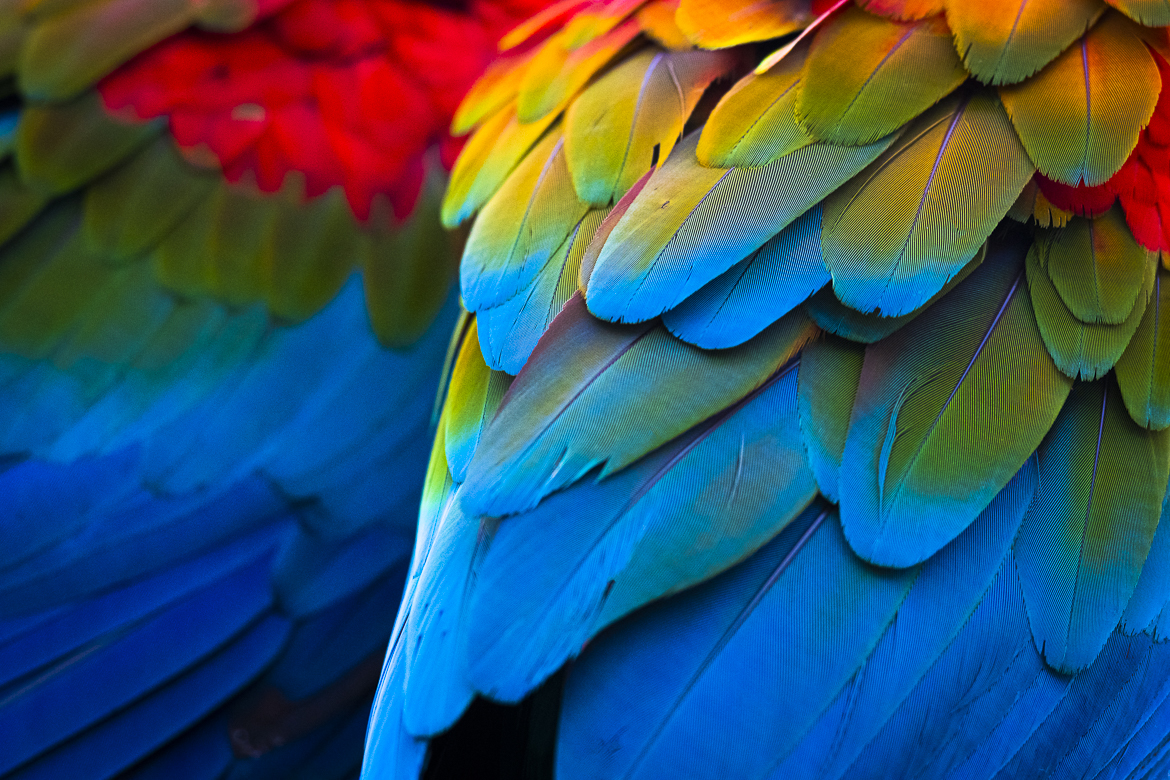 Feathers
