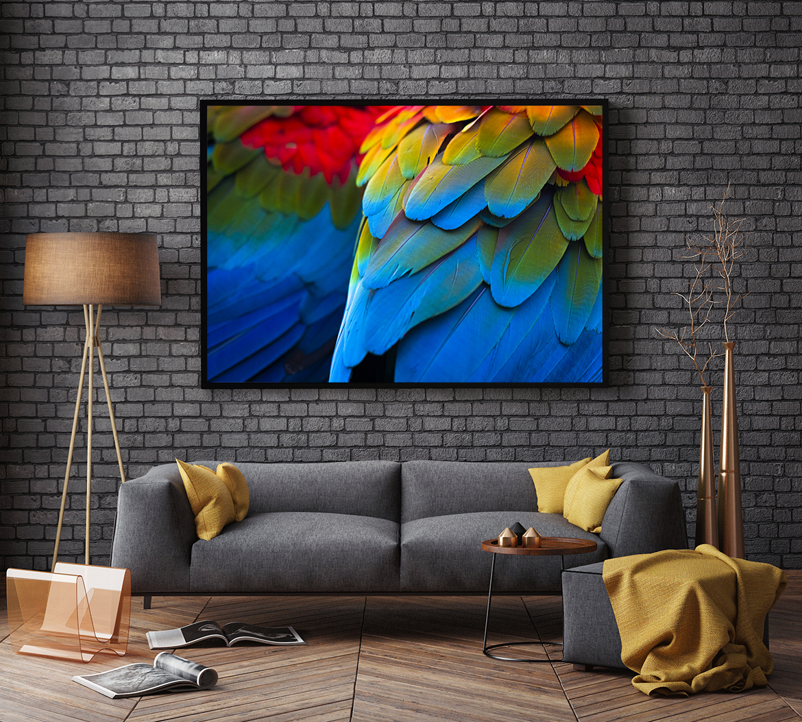 feathers